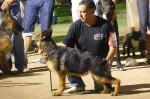 Concurso Nacional Canino de Atarfe Julio 2011