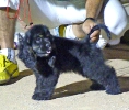 Concurso Nacional Canino de Atarfe Julio 2011