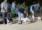 Concurso Nacional Canino de Atarfe Julio 2011