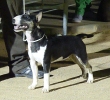 Concurso Nacional Canino de Atarfe Julio 2011