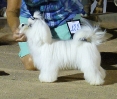 Concurso Nacional Canino de Atarfe Julio 2011