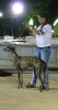 Concurso Nacional Canino de Atarfe Julio 2011