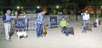 Concurso Nacional Canino de Atarfe Julio 2011