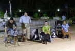 Concurso Nacional Canino de Atarfe Julio 2011