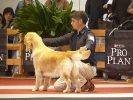 Internacional Canina Granada 2011