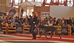 Internacional Canina Granada 2011