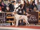 Internacional Canina Granada 2011