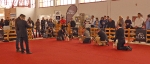 Exposición Nacional Canina Granada 2011