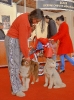 Exposición Nacional Canina Granada 2011