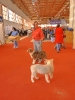 Exposición Nacional Canina Granada 2011