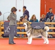 Exposición Nacional Canina Granada 2011