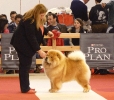 Exposición Nacional Canina Granada 2011