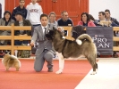 Exposición Nacional Canina Granada 2011