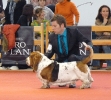 Exposición Nacional Canina Granada 2011