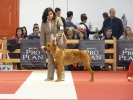 Exposición Nacional Canina Granada 2011