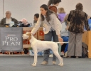 Exposición Nacional Canina Granada 2011