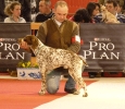 Exposición Nacional Canina Granada 2011