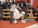 Exposición Nacional Canina Granada 2011