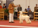 Exposición Nacional Canina Granada 2011