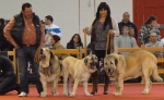 Exposición Nacional Canina Granada 2011