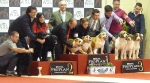 Exposición Nacional Canina Granada 2011