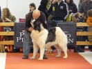 Exposición Nacional Canina Granada 2011