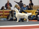 Exposición Nacional Canina Granada 2011