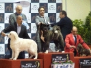 Exposición Nacional Canina Granada 2011