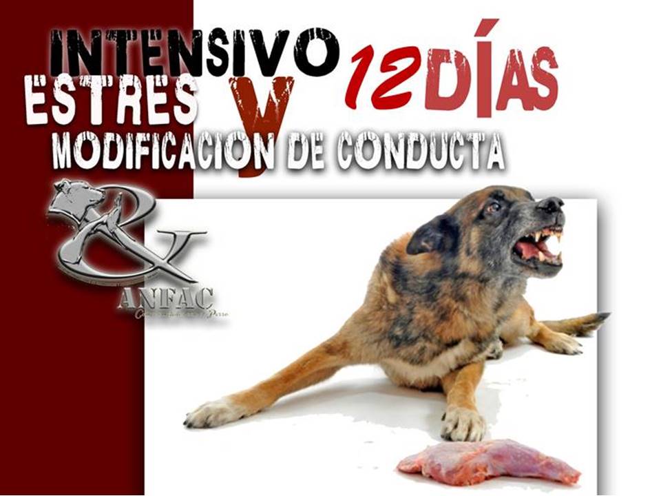 Curso Intensivo Estrés y Modificación de Conducta Canina