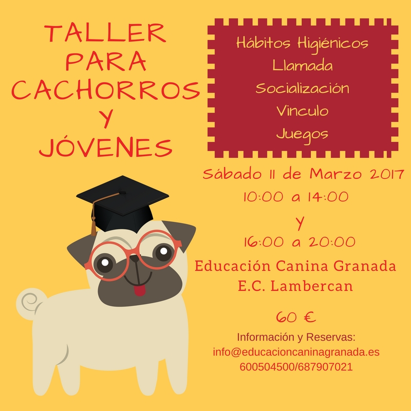 Taller de educación cachorros y perros jóvenes Granada