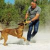 CURSO DE SEGURIDAD PERROS GRANADA