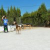 CURSO DE SEGURIDAD PERROS GRANADA