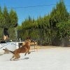 CURSO DE SEGURIDAD PERROS GRANADA