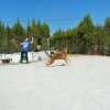 CURSO DE SEGURIDAD PERROS GRANADA