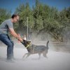 CURSO DE SEGURIDAD PERROS GRANADA