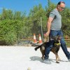 CURSO DE SEGURIDAD PERROS GRANADA