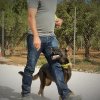 CURSO DE SEGURIDAD PERROS GRANADA