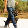 CURSO DE SEGURIDAD PERROS GRANADA