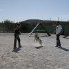 CURSO DE SEGURIDAD PERROS GRANADA