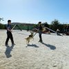 CURSO DE SEGURIDAD PERROS GRANADA