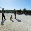 CURSO DE SEGURIDAD PERROS GRANADA