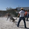 CURSO DE SEGURIDAD PERROS GRANADA