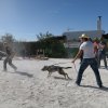 CURSO DE SEGURIDAD PERROS GRANADA