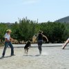 CURSO DE SEGURIDAD PERROS GRANADA