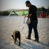 CURSO DE SEGURIDAD PERROS GRANADA