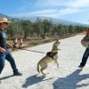 CURSO DE SEGURIDAD PERROS GRANADA