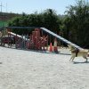 CURSO DE SEGURIDAD PERROS GRANADA