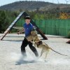 CURSO DE SEGURIDAD PERROS GRANADA