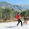 CURSO DE SEGURIDAD PERROS GRANADA