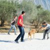 CURSO DE SEGURIDAD PERROS GRANADA